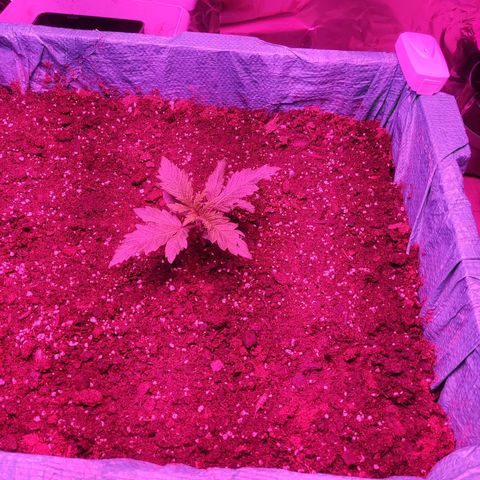 Shiva Skunk growlog timeline photo