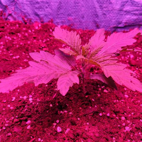 Shiva Skunk growlog timeline photo