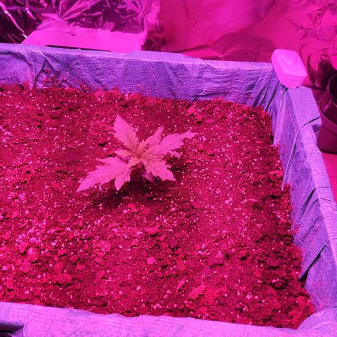 Shiva Skunk growlog timeline photo