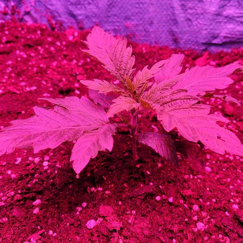 Shiva Skunk growlog timeline photo