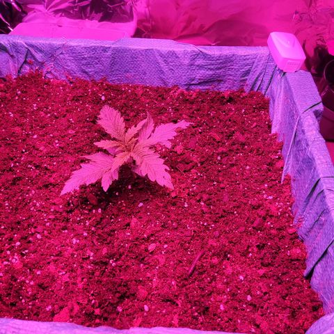 Shiva Skunk growlog timeline photo