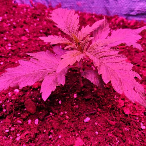 Shiva Skunk growlog timeline photo
