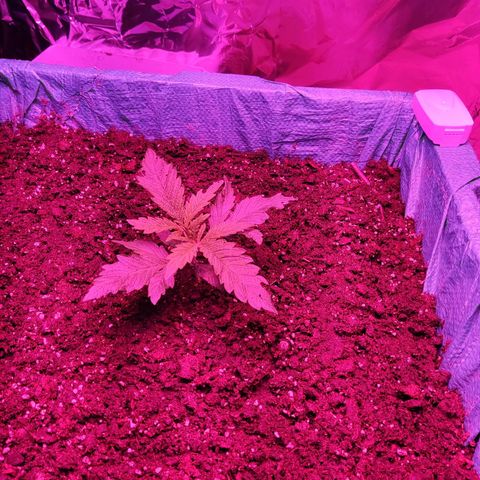 Shiva Skunk growlog timeline photo