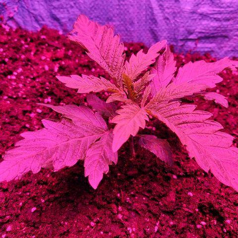 Shiva Skunk growlog timeline photo