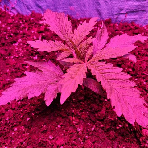 Shiva Skunk growlog timeline photo