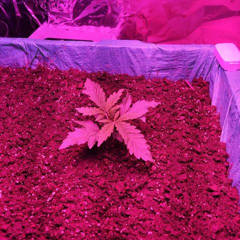 Shiva Skunk growlog timeline photo