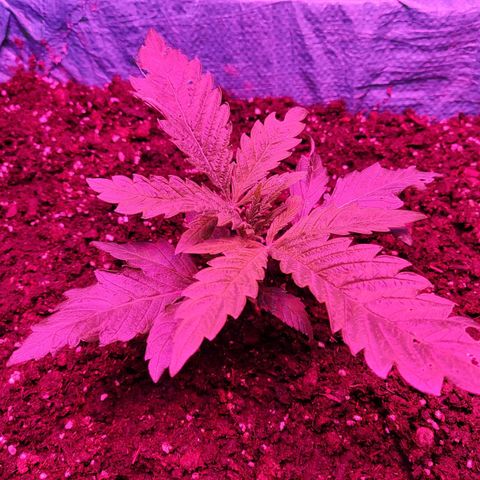 Shiva Skunk growlog timeline photo