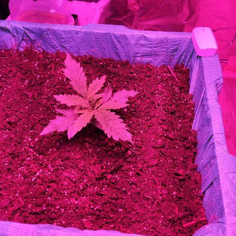 Shiva Skunk growlog timeline photo