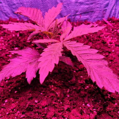 Shiva Skunk growlog timeline photo
