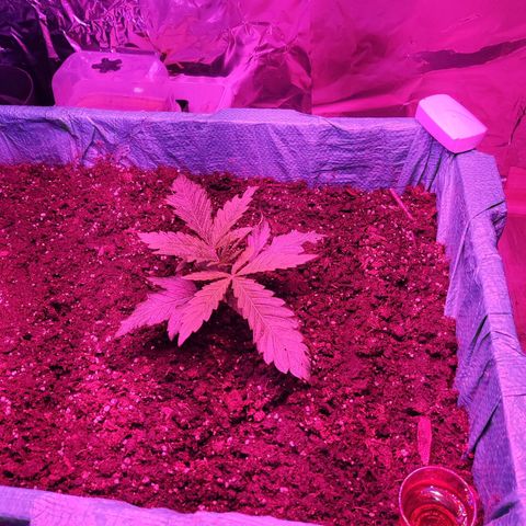 Shiva Skunk growlog timeline photo