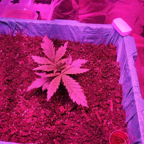 Shiva Skunk growlog timeline photo