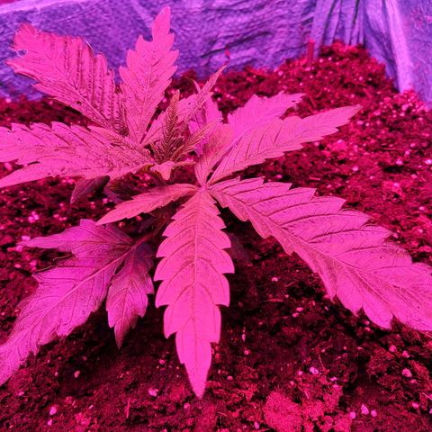 Shiva Skunk growlog timeline photo