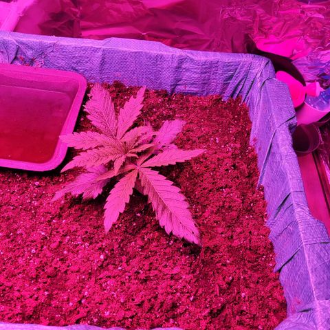 Shiva Skunk growlog timeline photo