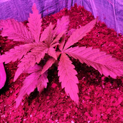 Shiva Skunk growlog timeline photo