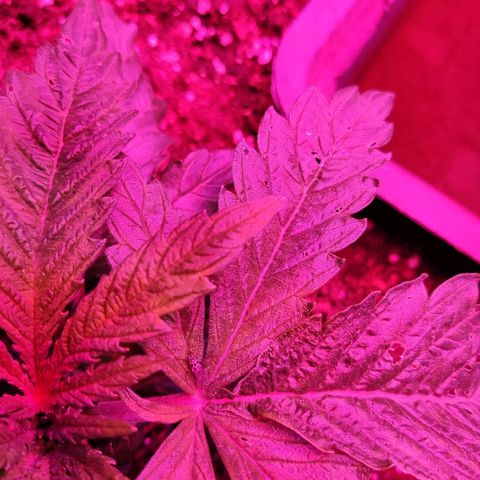 Shiva Skunk growlog timeline photo