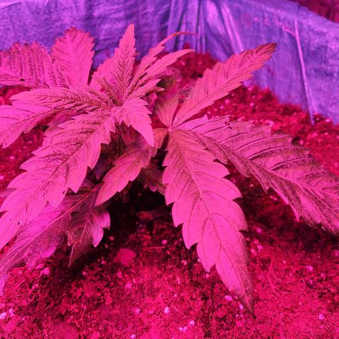 Shiva Skunk growlog timeline photo