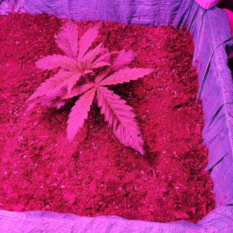 Shiva Skunk growlog timeline photo