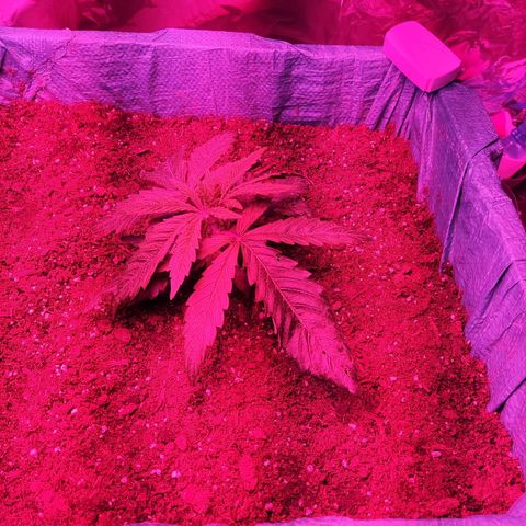 Shiva Skunk growlog timeline photo