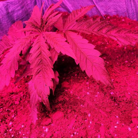 Shiva Skunk growlog timeline photo