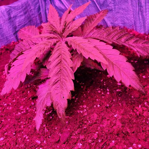 Shiva Skunk growlog timeline photo