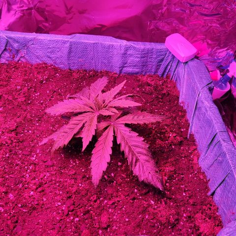 Shiva Skunk growlog timeline photo