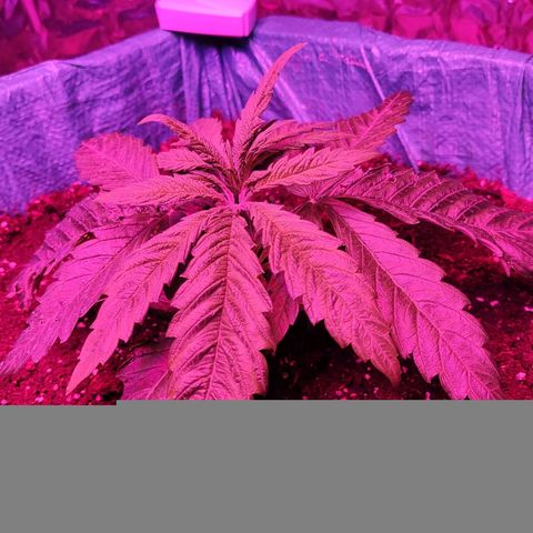 Shiva Skunk growlog timeline photo