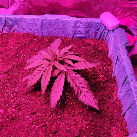 Shiva Skunk growlog timeline photo