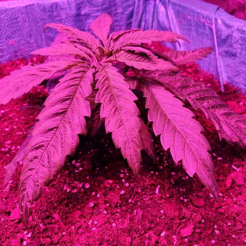 Shiva Skunk growlog timeline photo