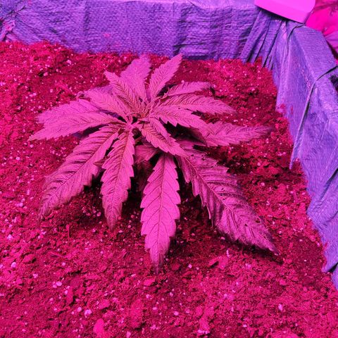 Shiva Skunk growlog timeline photo