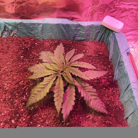 Shiva Skunk growlog timeline photo