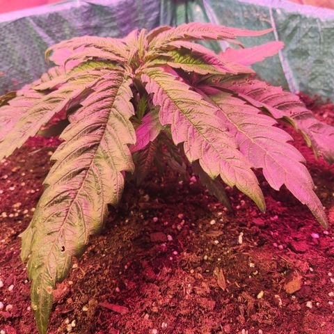 Shiva Skunk growlog timeline photo