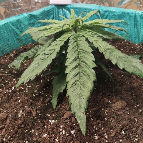 Shiva Skunk growlog timeline photo