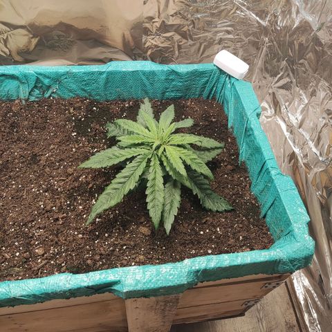 Shiva Skunk growlog timeline photo