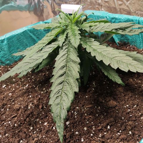 Shiva Skunk growlog timeline photo