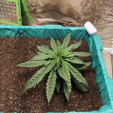 Shiva Skunk growlog timeline photo