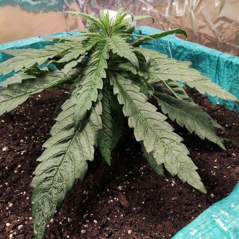 Shiva Skunk growlog timeline photo