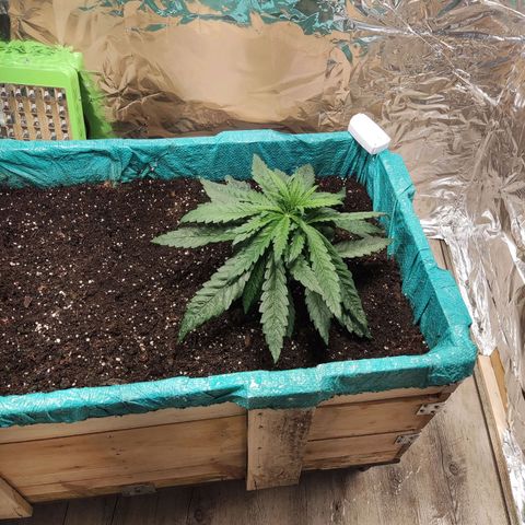 Shiva Skunk growlog timeline photo