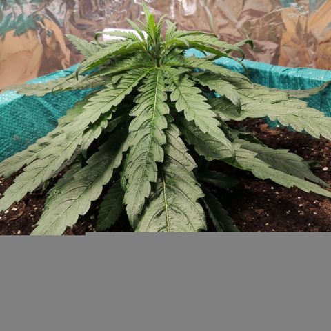 Shiva Skunk growlog timeline photo