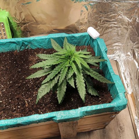 Shiva Skunk growlog timeline photo