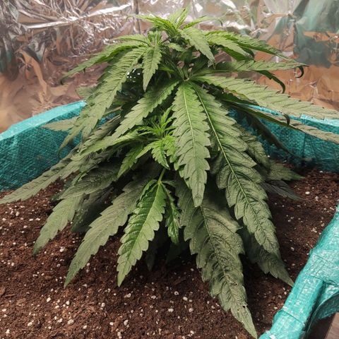 Shiva Skunk growlog timeline photo