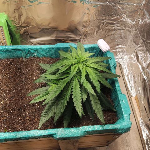 Shiva Skunk growlog timeline photo