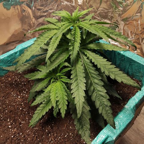 Shiva Skunk growlog timeline photo