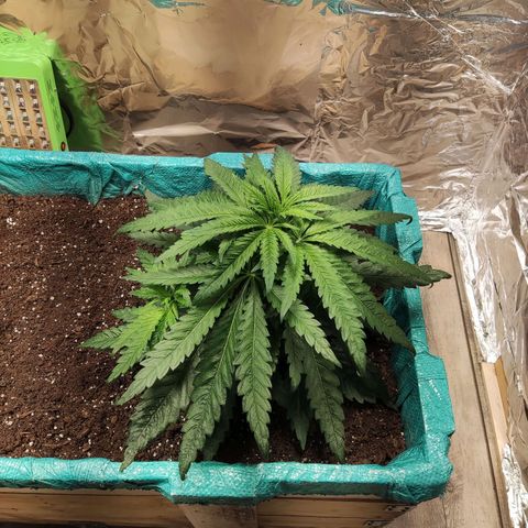 Shiva Skunk growlog timeline photo