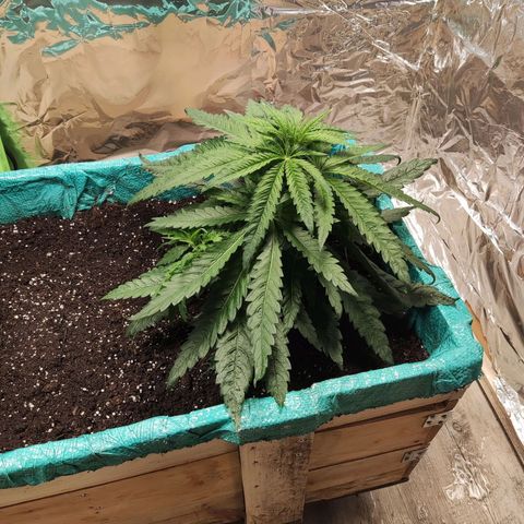 Shiva Skunk growlog timeline photo