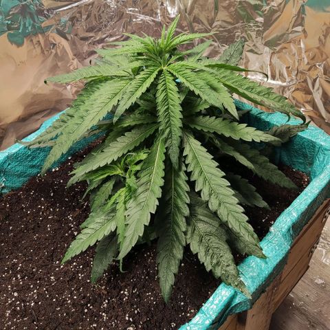 Shiva Skunk growlog timeline photo