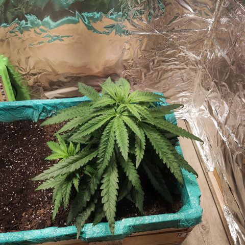 Shiva Skunk growlog timeline photo