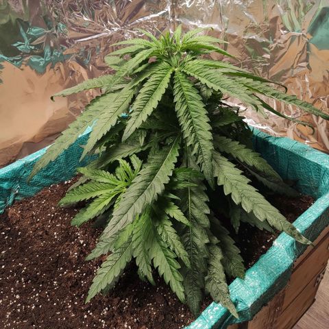 Shiva Skunk growlog timeline photo