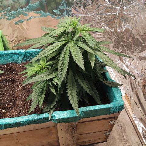 Shiva Skunk growlog timeline photo