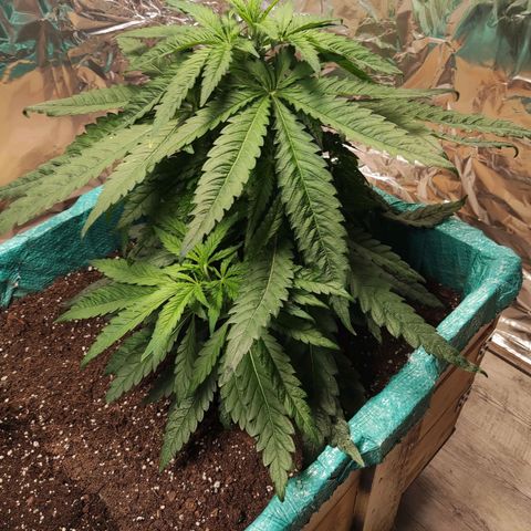 Shiva Skunk growlog timeline photo