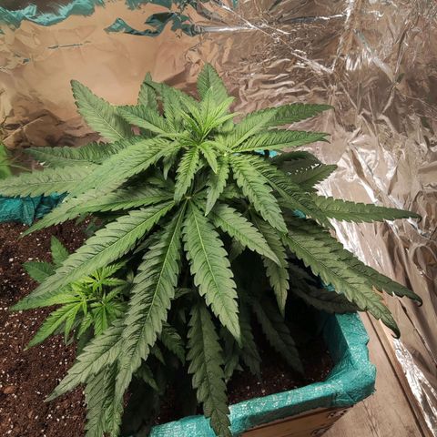 Shiva Skunk growlog timeline photo